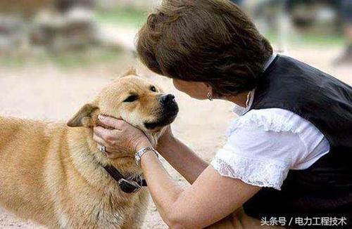 狗狗能不能听懂人说话,狗狗能不能听懂人说话呢,狗能听懂人类的语言吗？