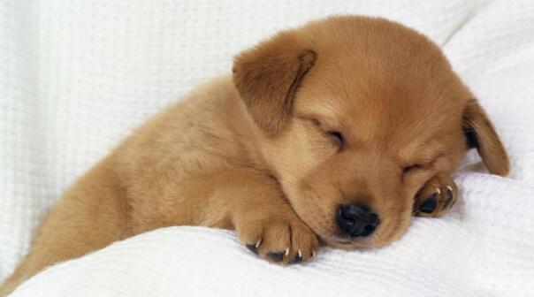 狗狗睡觉时候发出声音,狗狗睡觉时候发出声音正常吗,狗得犬瘟狗为什么睡觉时老叫或者发出呜呜的声音？