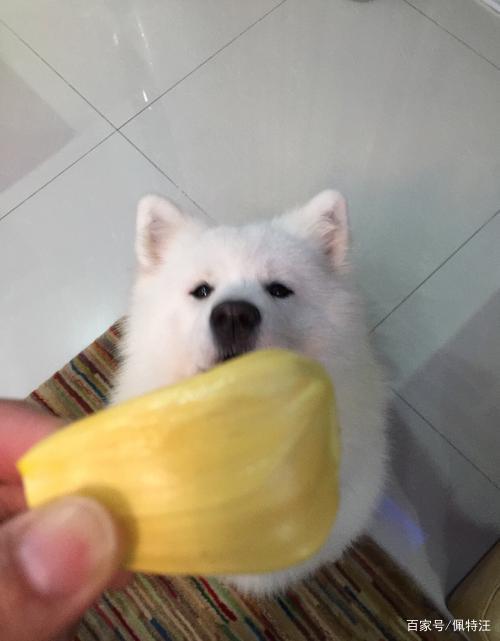 狗狗能不能吃菠萝蜜,狗狗能不能吃菠萝蜜肉,比熊可以吃菠萝吗？