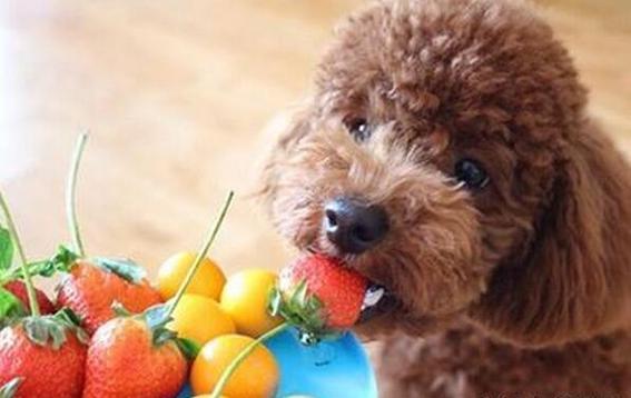 泰迪狗狗能吃哈密瓜吗,泰迪狗狗能吃哈密瓜吗为什么,泰迪吃什么水果最好？