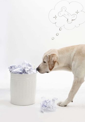 狗狗翻垃圾桶吃卫生纸,狗狗翻垃圾桶吃卫生纸怎么办,求救！狗狗吃了好多塑料球？