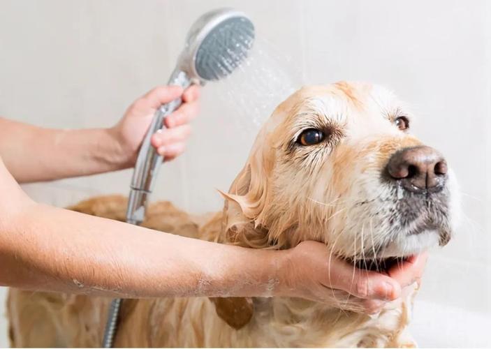 狗狗三天洗一次澡行吗,狗狗一周洗一次澡频繁吗,狗狗平均多久要驱虫一次？