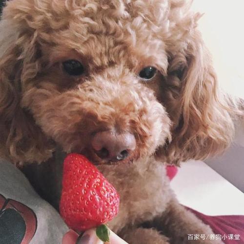 泰迪狗狗能不能吃草莓,泰迪狗狗能不能吃草莓干,泰迪多大可以吃水果？