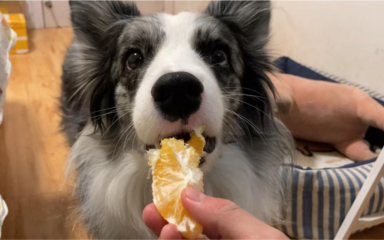 狗狗可不可以吃橙子,狗狗可不可以吃橙子?,狗狗可以吃橙子皮吗？