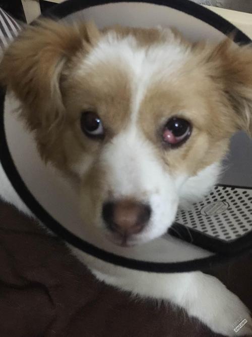 狗狗第三眼睑手术费用,狗狗第三眼睑手术费用需要多少,狗狗做眼睑内翻手术，一共需要多少钱？