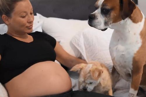 狗狗怀孕一个月能看出来吗,狗狗怀孕一个月能看出来吗图片,狗狗怀孕后多少天肚子能看出来？