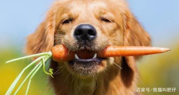 狗狗 胡萝卜,狗狗胡萝卜生吃还是熟吃,狗狗能吃胡萝卜吗？