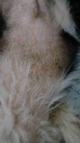 狗狗皮脂腺瘤图片,狗狗皮脂腺瘤图片和症状图片,边牧听说容易的皮肤病是这样的吗？