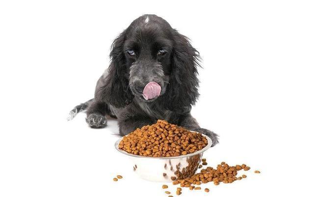 狗不吃狗粮,狗不吃狗粮怎么办,为什么狗吃一次狗粮就不吃？