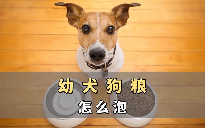 小狗吃狗粮,小狗吃狗粮需要用水泡吗?,为什么狗狗吃完东西还在舔？