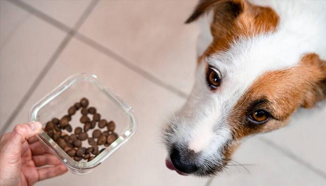 为什么狗不吃狗粮,为什么狗不吃狗粮喜欢吃人的食物,为什么狗吃一次狗粮就不吃？