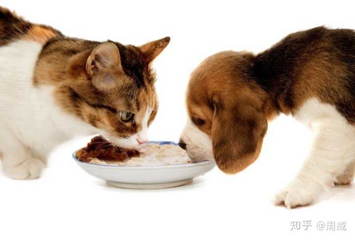 狗粮猫吃吗,狗粮猫吃吗?,家里买了好多狗粮，然后给猫吃有问题吗？