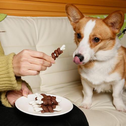 小狗怎么吃狗粮,小狗怎么吃狗粮好,人工喂狗的正确方法？