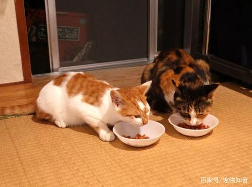 猫能吃狗粮,猫能吃狗粮不,猫为啥大吃狗粮？
