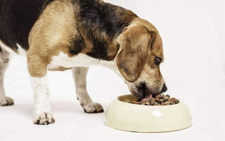 狗吃狗粮的图片,狗吃狗粮的图片大全,狗吃狗粮的图片