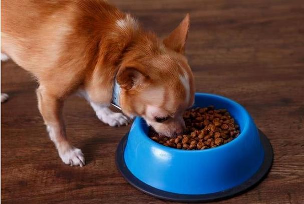 狗可以不吃狗粮吗,宠物狗可以不吃狗粮吗,我家狗狗突然不愿意吃狗粮了，有知道啥原因的么？