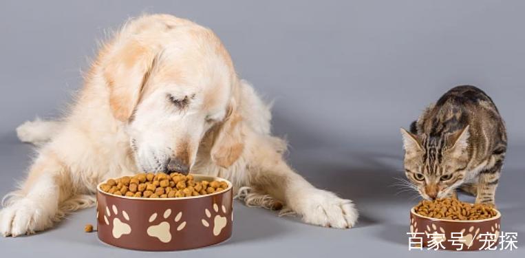 狗可以吃猫粮吗,狗可以吃猫粮吗?,大型犬可以吃猫粮嘛？