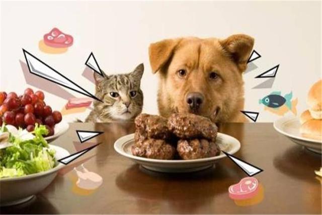 猫可以吃狗粮吗,猫可以吃狗粮吗?,为什么我家的猫老喜欢吃狗粮?会有什么不良后果？