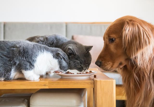 狗粮猫可以吃吗,狗粮猫可以吃吗?,为什么狗能吃猫粮猫不能吃狗粮？