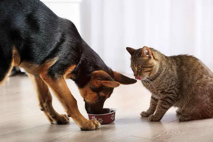 狗吃猫粮怎么办,猫吃狗粮狗吃猫粮怎么办,狗狗吃猫粮会怎么样？