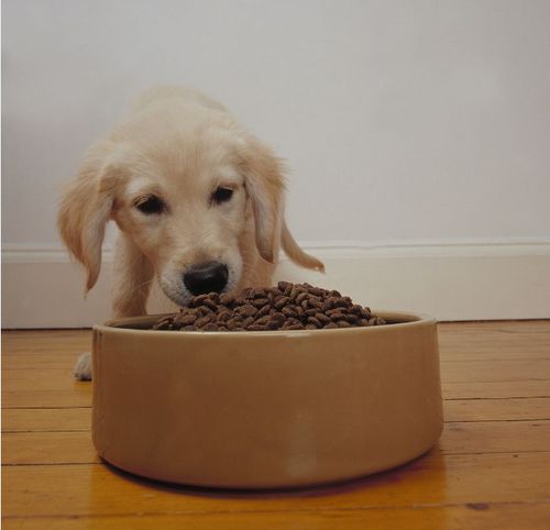 狗粮如何喂,狗粮如何喂食,狗狗钙片怎么吃？怎么让狗狗吃钙片？