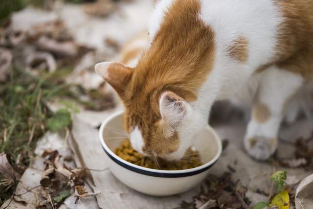 猫吃狗粮怎么办,猫吃狗粮怎么办?,猫猫吃了狗粮拉稀了？