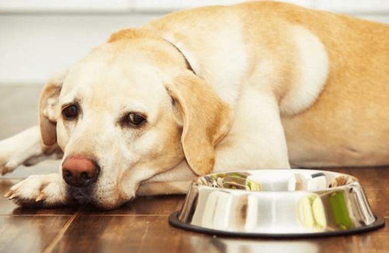 为什么狗狗不吃狗粮,为什么狗狗不吃狗粮就想吃肉,5个月的狗为什么不吃狗粮？