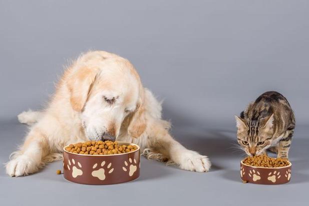 小狗可以吃狗粮吗,一个月的小狗可以吃狗粮吗,狗可以吃猫粮吗？