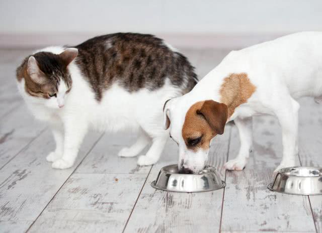 小猫吃狗粮,小猫吃狗粮有什么影响没有,猫为啥大吃狗粮？