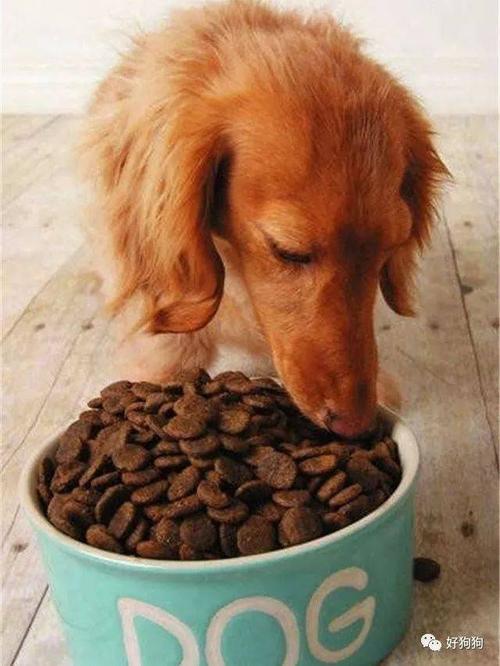 狗可以只吃狗粮吗,狗可以只吃狗粮吗?,如果让狗狗一辈子只吃狗粮,是不是也很可怜呀？