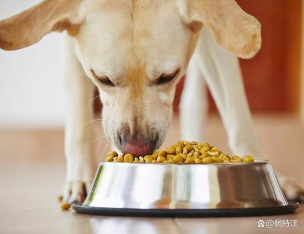 狗一天吃几次狗粮,狗一天吃几次狗粮合适,40天的小狗一天喂几次狗粮，一次喂几粒?以后多久加量，加多少?谢谢？