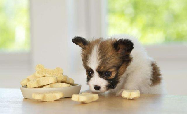小狗为什么不吃狗粮,小狗为什么不吃狗粮?,为什么狗狗不吃零食？