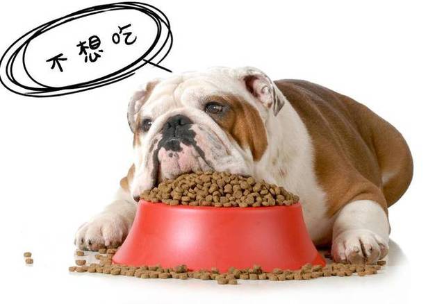 狗只能吃狗粮吗,狗只能吃狗粮吗不能吃饭吗,为什么我家的狗狗什么都吃~~！就是不吃狗粮呢~~？