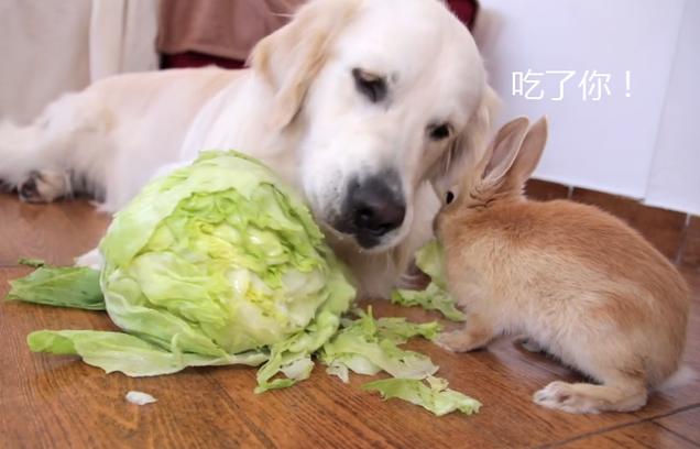 兔子吃狗粮,兔子吃狗粮会怎么样,兔子吃什么食物？