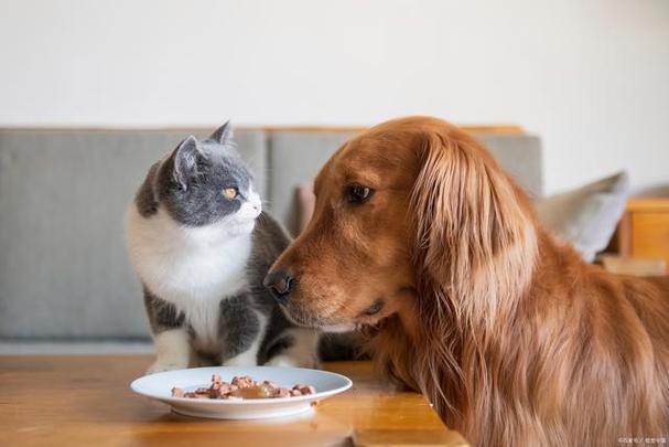 狗粮可以喂猫吗,狗粮可以喂猫吗?,狗能吃猫的补品么？