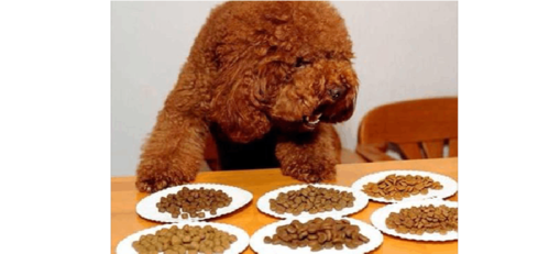 狗狗可以不吃狗粮吗,狗狗可以不吃狗粮吗吃饭吗,泰迪狗必须吃狗粮吗？