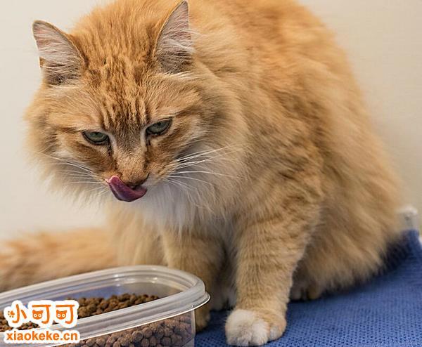 猫咪可以吃狗粮吗,猫咪可以吃狗粮吗吃一个月,加菲猫可以吃狗粮吗？