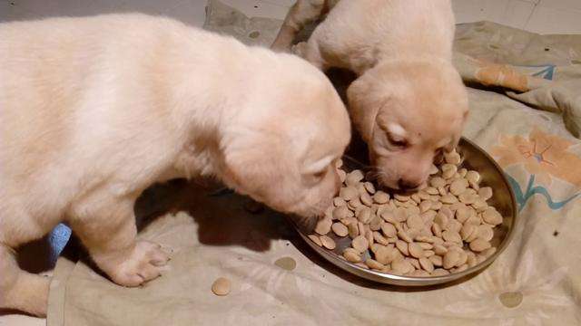 幼犬吃狗粮拉稀,幼犬吃狗粮拉稀为什么,给狗狗换了狗粮，一直拉肚子怎么办？