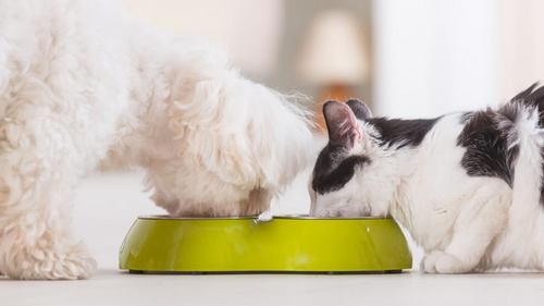 猫能不能吃狗粮,猫能不能吃狗粮应急,为什么狗能吃猫粮猫不能吃狗粮？