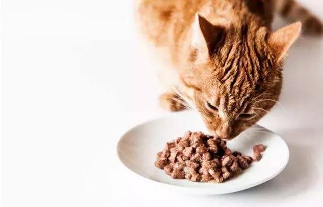 人可以吃狗粮吗,人可以吃猫粮吗,狗粮能不能人吃？
