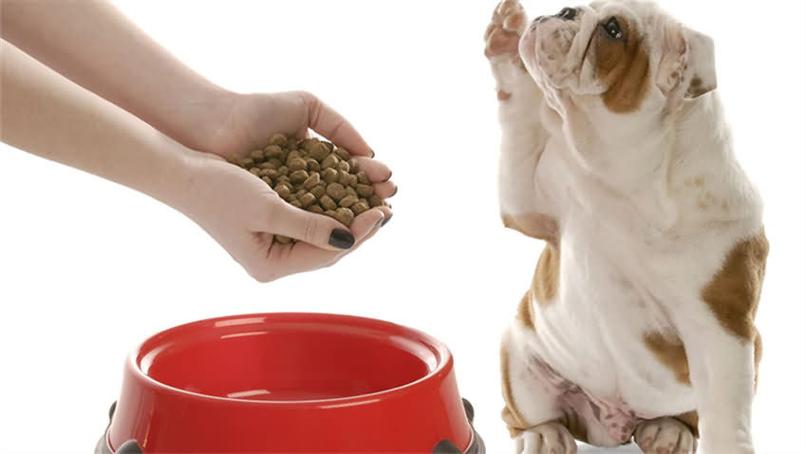 狗粮应该怎么喂,狗粮应该怎么喂才好,健康喂养之狗粮怎么喂，吃什么狗粮好？