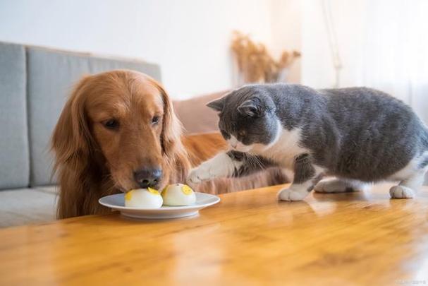 狗可以吃猫粮嘛,狗可以吃猫粮嘛,宠物狗吃猫粮，可以吗？