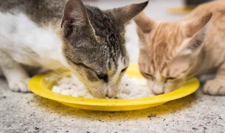 猫能吃狗粮么,猫能吃狗粮么猫能吃大米粥么,猫狗粮可以互吃吗？