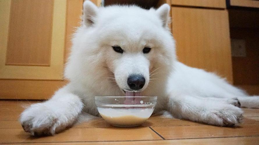 萨摩耶一个月吃多少狗粮,萨摩耶可以穷养吗,两个月大的萨摩，一次喂多少狗粮，一天喂几次？