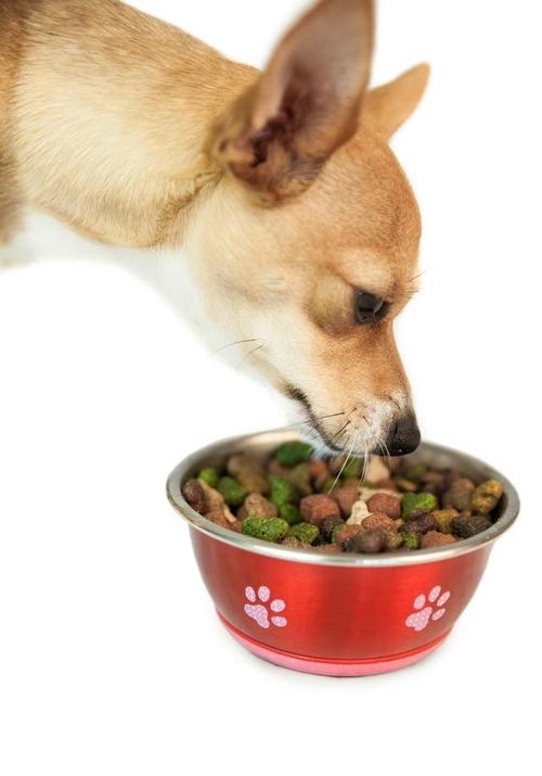 狗狗一定要吃狗粮吗,狗狗一定要吃狗粮吗为什么,狗狗长期不吃狗粮行吗？