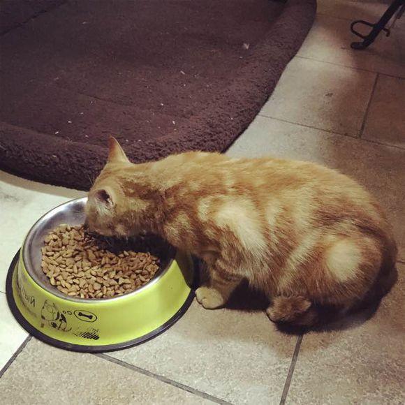 小猫吃狗粮可以吗,猫吃了一年的狗粮,为什么我家的猫老喜欢吃狗粮?会有什么不良后果？