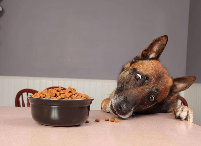 狗狗吃米饭好还是狗粮好,狗狗吃米饭好还是狗粮好呢,狗狗可以只吃米饭加一点狗粮吗？