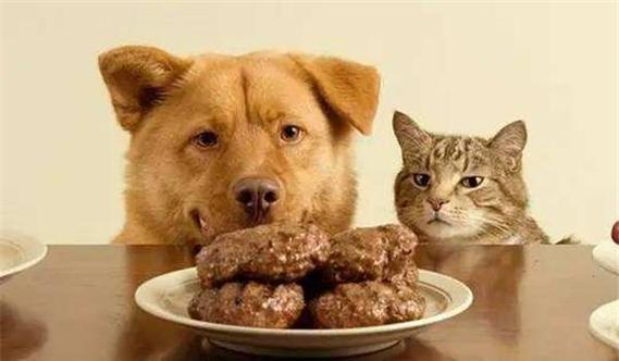 人可不可以吃狗粮,人可不可以吃狗粮猫粮,如果让狗狗一辈子只吃狗粮,是不是也很可怜呀？