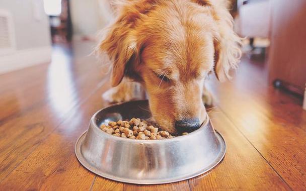 狗吃狗粮的好处,狗吃狗粮的好处和坏处,为什么要吃低敏狗粮？