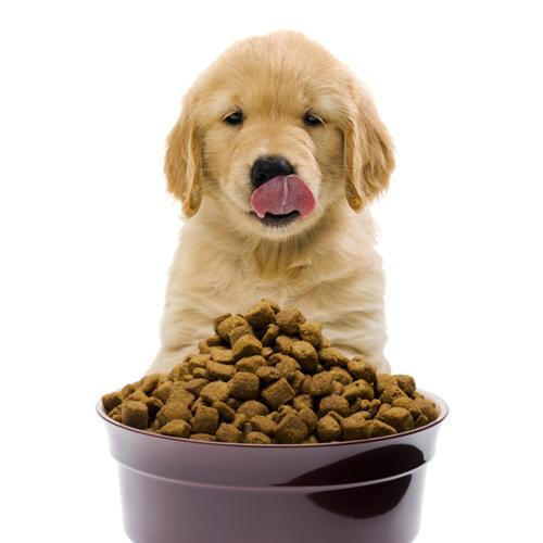 小狗多少天能吃狗粮,小狗多少天能吃狗粮?,小狗出生后多久开始喂食辅食？